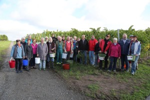 Wiesloch. Weinlese im Walldorfer Buergerwingert 2015. 24.09.2015 - Helmut Pfeifer.