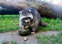 Zoos fordern: Schluss mit Gleichmacherei!