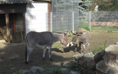 “Linda” zieht in den Rauenberger Tierpark ein
