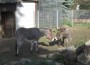 “Linda” zieht in den Rauenberger Tierpark ein