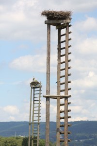 Gegenwind für Windräder am Rande Walldorfs