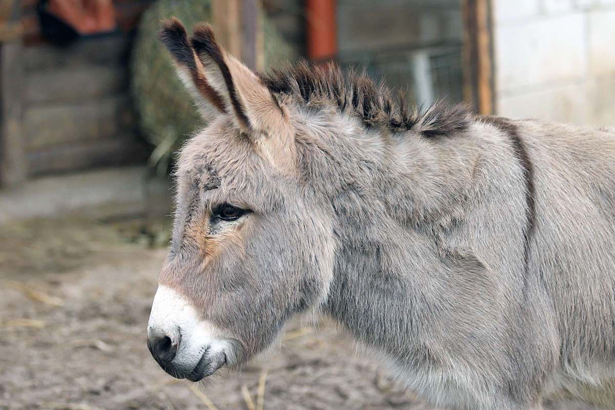 Esel Johannes "Foto: M. Busse" 