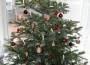 Alle Jahre wieder… taucht die Frage auf-wohin mit dem Baum …