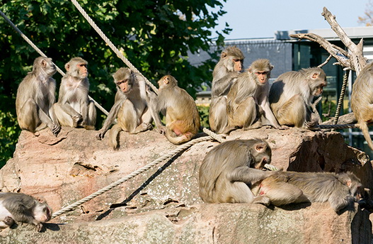 Inventur im Zoo: 180 Tierarten leben im Zoo Heidelberg
