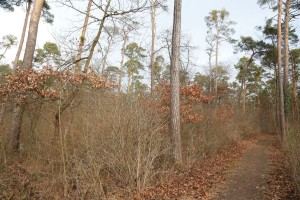 Walldorf. Maulbeerbuckel im Wald bei der Waldschule. Mit Gunter Glasbrenner. 27.01.2016 - Helmut Pfeifer.