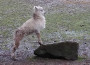 Karfreitag im Angelbach Tierpark Rauenberg
