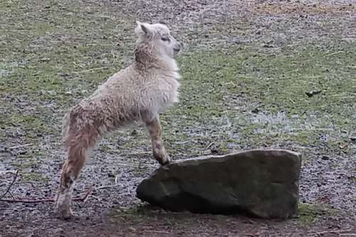 Karfreitag im Angelbach Tierpark Rauenberg