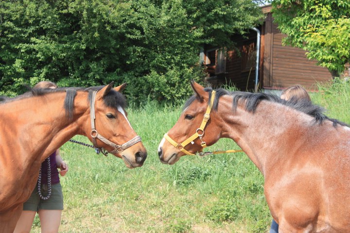 Traditionelles Ponyreiten