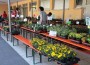 Horrenberger Blumenmarkt – LIVE