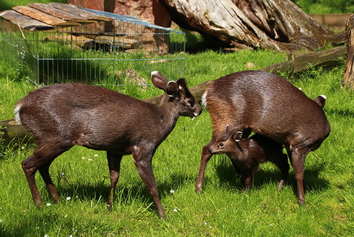 Große Freude über einen kleinen Hirsch