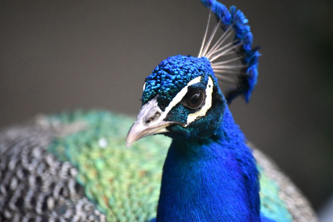 Tierpark Walldorf feiert großes Familienfest am 24. Juli