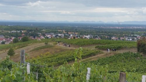 Rauenberg-Weinwanderung-2