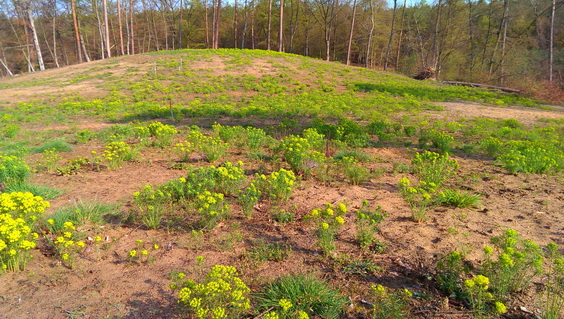 Wunderschöner Wald bei Walldorf: Naturschutz in der Schwetzinger Hardt