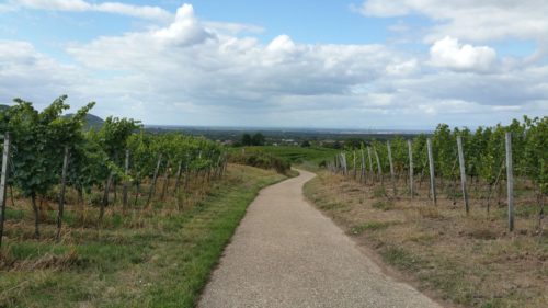 weinwanderung-rauenberg-1