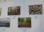 Ausstellung in der Stadtbücherei Walldorf: Siegerfotos des Fotowettbewerbs Schwetzinger Hardt