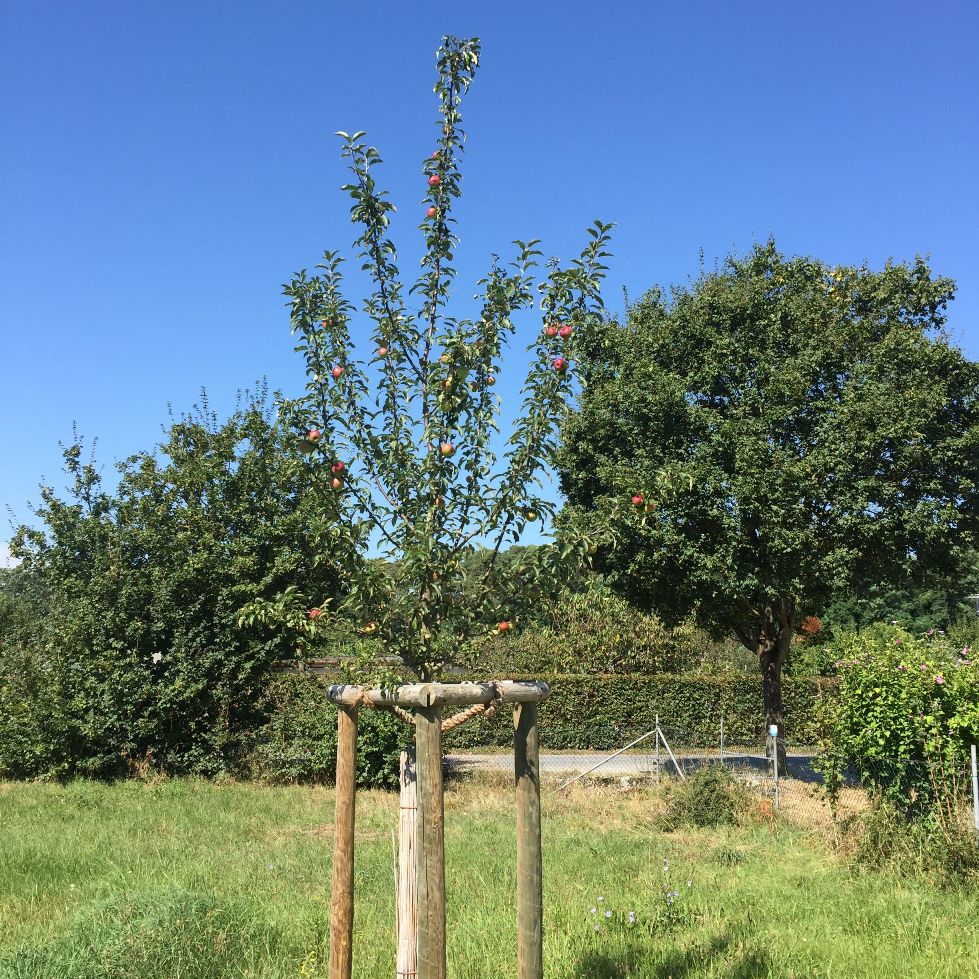 Stadt Wiesloch bietet heimische Obstbäume und Sträucher zu günstigen Preisen