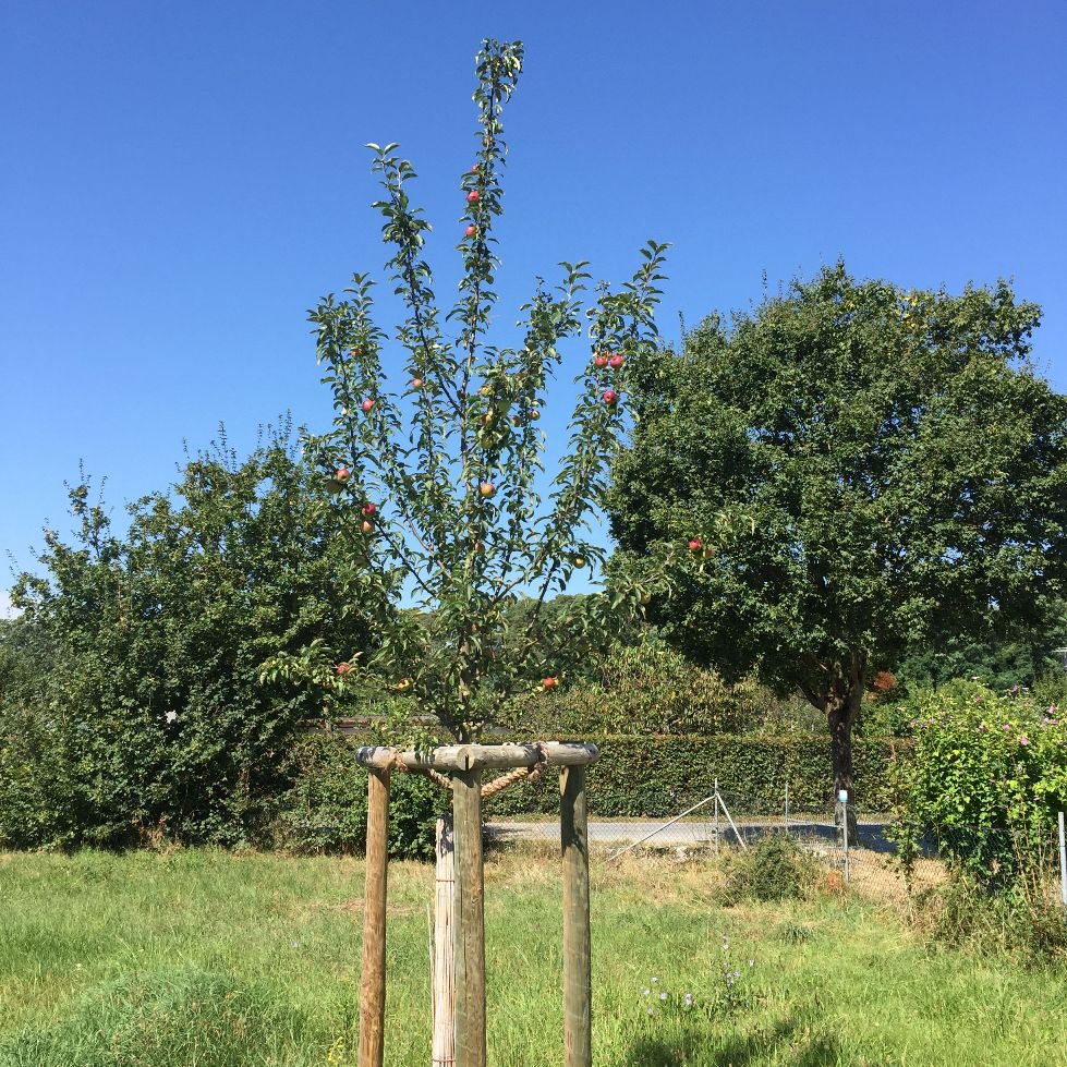 Walldorfer Baum- und Strauch-Pflanzaktion