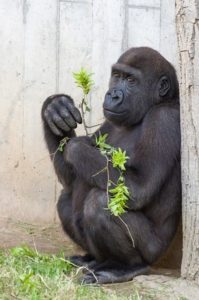 gorilla_1