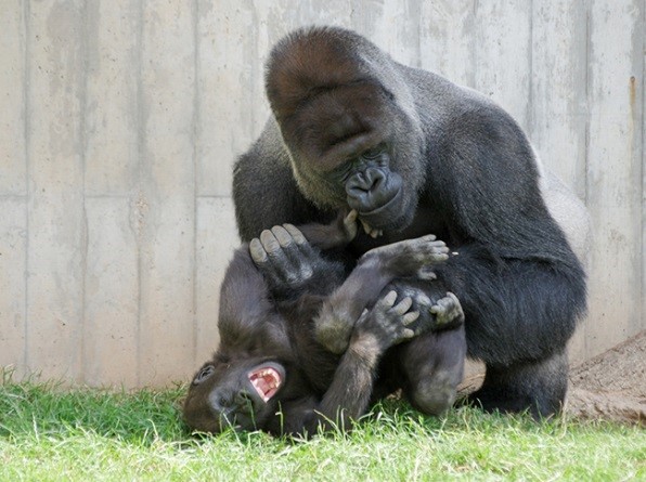 Abschied von Kwame im Zoo Heidelberg