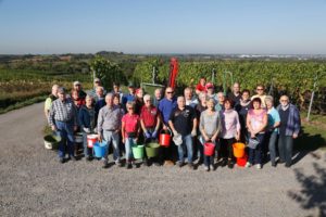 Wiesloch. Weinlese 2016 im Walldorfer Buergerwingert. 29.09.2016 - Helmut Pfeifer.