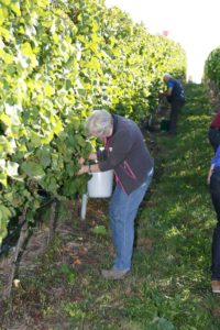 Wiesloch. Weinlese 2016 im Walldorfer Buergerwingert. 29.09.2016 - Helmut Pfeifer.