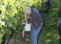 Weindorf zum Winzerfest vom 25. bis 28. August