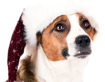 1. Advent im Tom-Tatze-Tierheim