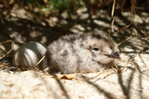 Außergewöhnlicher Vogel-Nachwuchs