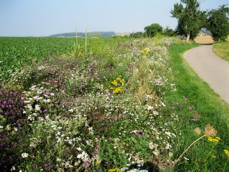 Artenvielfalt erhalten