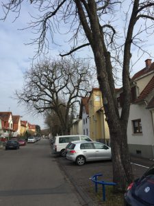 Sechs Kastanien in der Gartenstraße sind nicht zu halten