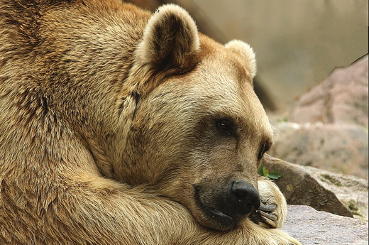 Traurige Nachrichten aus dem Zoo Heidelberg