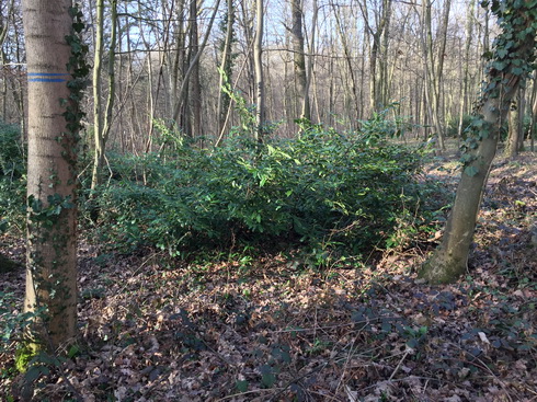 Mitarbeit erwünscht: Kirschlorbeer im Dämmelwald