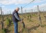 Frostschäden in der Region – Weinberge stark getroffen