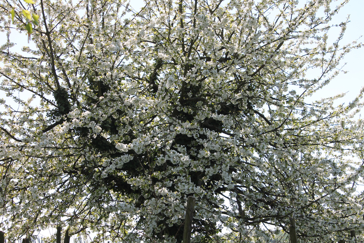 Frühling in der Region