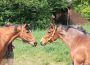 Ponyreiten am Sonntag in Wiesloch