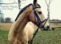 Ponyreiten beim Reitverein
