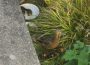 Stockente auf OB Balkon