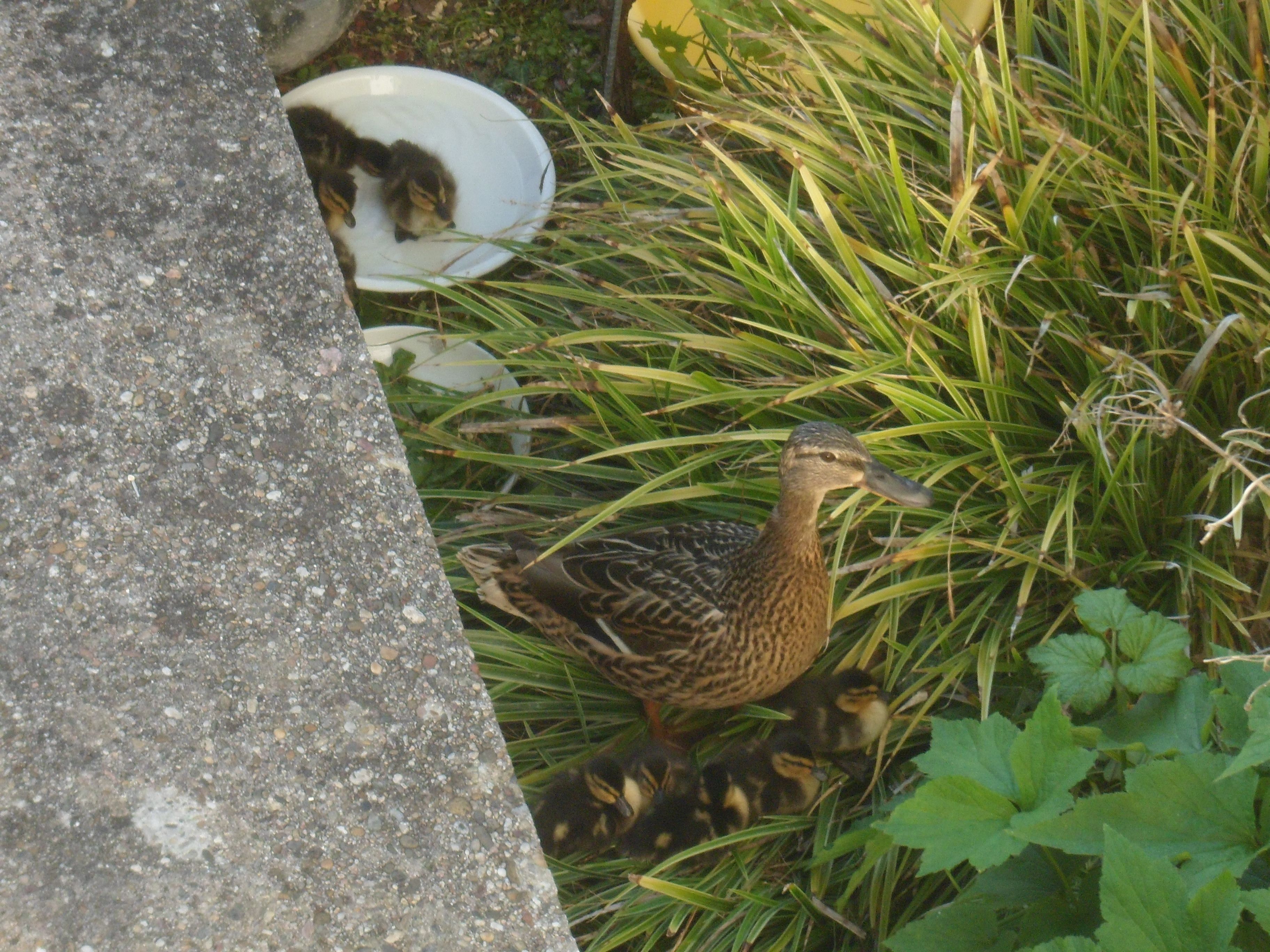 Stockente auf OB Balkon