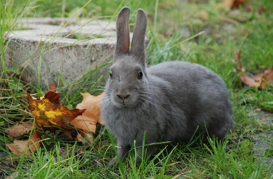 Wer vermisst sein Kaninchen?