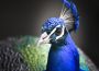 Tierpark Walldorf feiert Familienfest am 23. Juli 2017