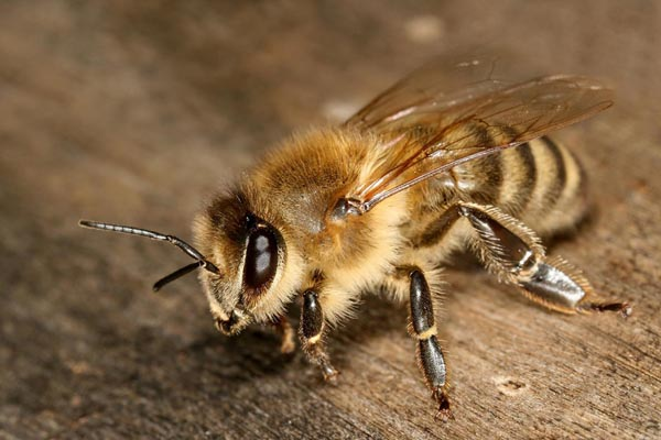 Ohne Bienen bleibt der Obstkorb leer