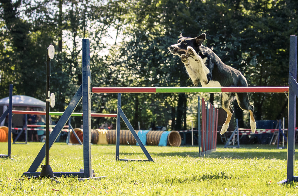 Agility-Turnier 2017 beim Verein der Hundefreunde Walldorf