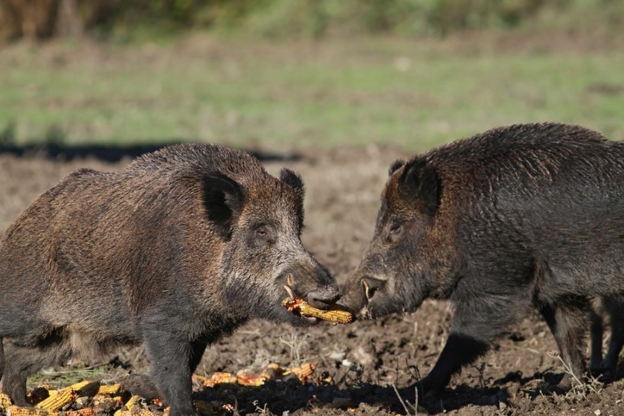 Wildtiere in Wohngebieten