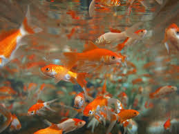 Goldfische zu verschenken