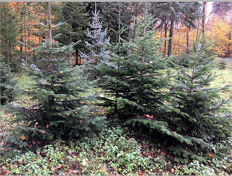 Weihnachtsbaumverkauf an der Saatschule in Frauenweiler