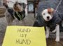 Reaktion des Tierschutzvereins auf Stellungnahme des Stadtrat Lang (FDP) zur Hundesteuer in Wiesloch