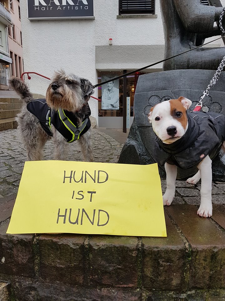 Reaktion des Tierschutzvereins auf Stellungnahme des Stadtrat Lang (FDP) zur Hundesteuer in Wiesloch