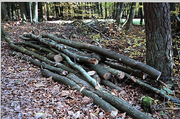 Brennholz aus dem Wieslocher Stadtwald