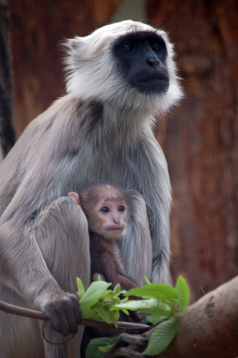 Merken: Mutter-Kind-Tag im Heidelberger Zoo am 22. April 2018