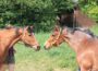 150 Jahre Reitverein Wiesloch! Start der Ponyreit-Saison
